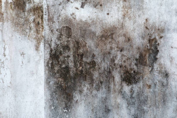 Best Real Estate Mold Inspection  in Moville, IA
