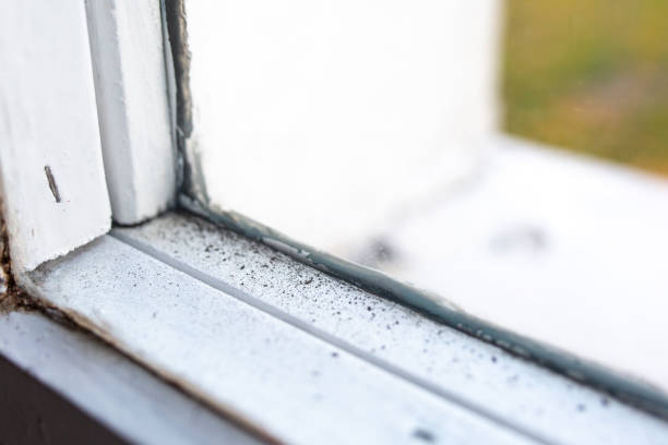 Best Mold Damage Restoration  in Moville, IA