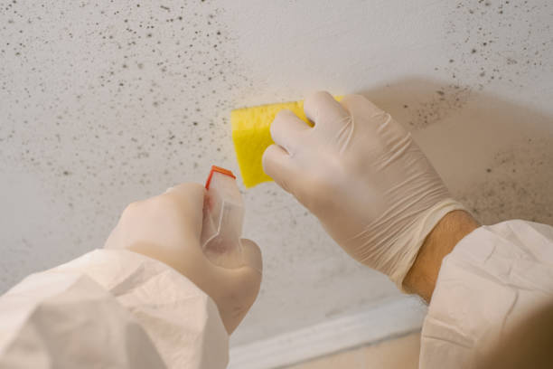 Best Black Mold Removal  in Moville, IA