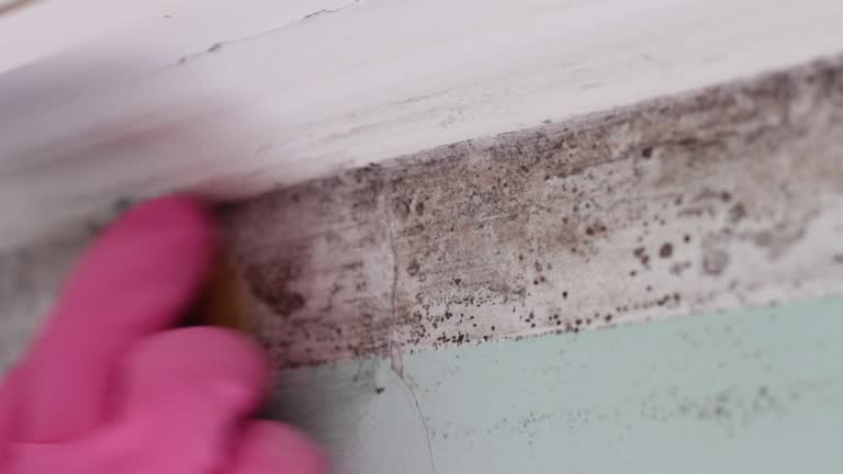 Best Forensic Mold Investigation  in Moville, IA
